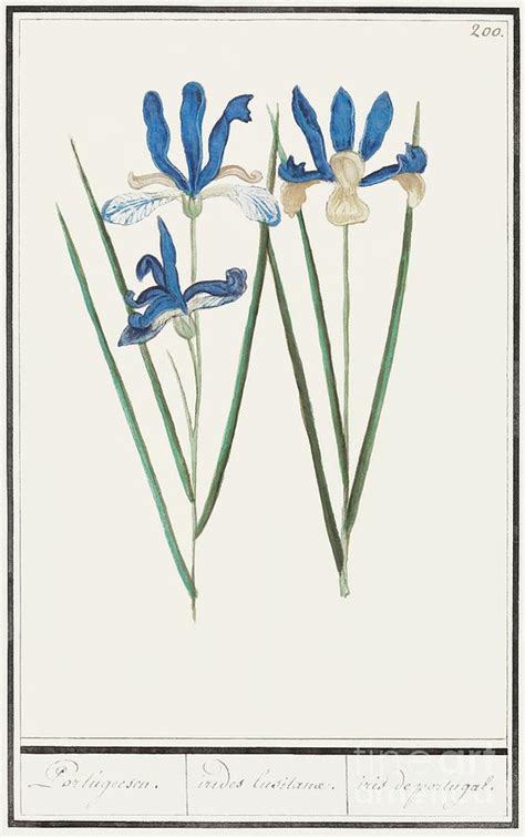 blue iris iris sibirica    anselmus boetius de boodt painting  shop ability fine