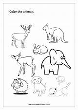 Animals Coloring Animal Pages Birds Sheets Miscellaneous Sheet Activity Megaworkbook Sea sketch template