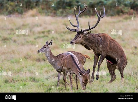 mounting mating  res stock photography  images alamy