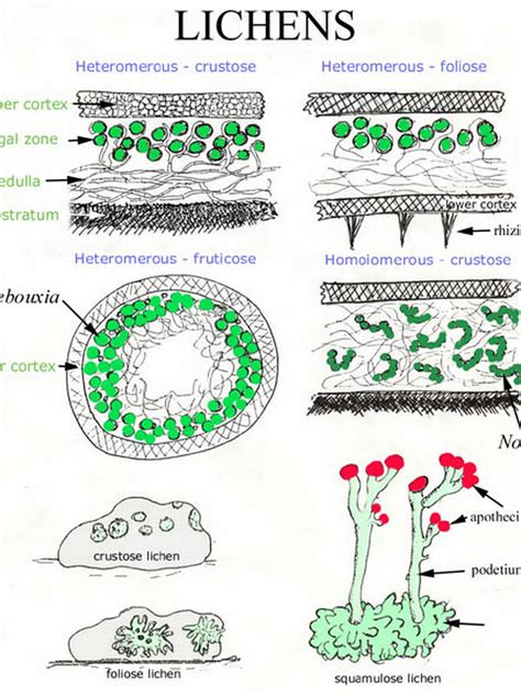 lichen anatomy diagrams