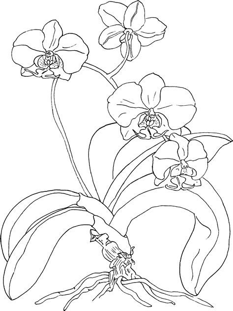plants  flowers archives  coloring pages  kids