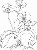 Drawing Orchid Outline Orchids Coloring Simple Archambault Martha sketch template
