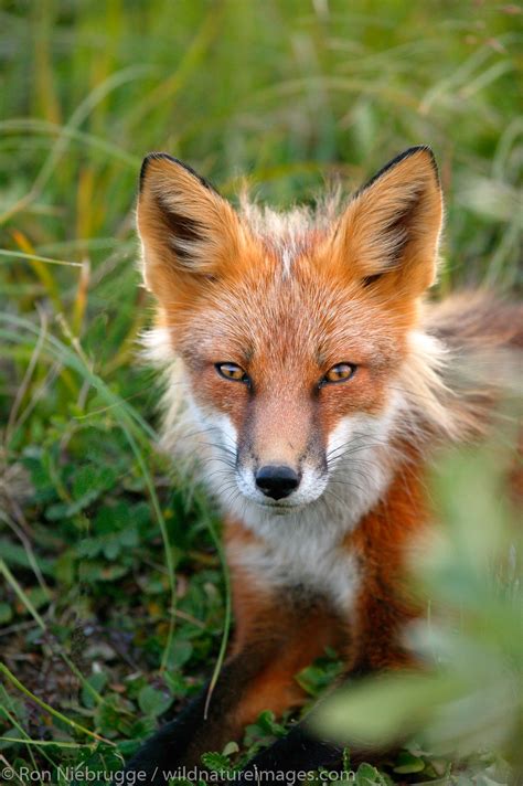 red fox denali national park alaska   ron niebrugge