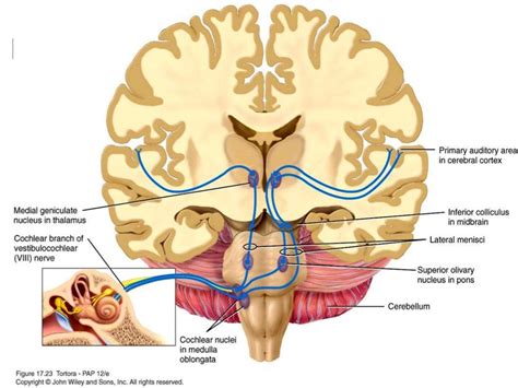 auditory pathway