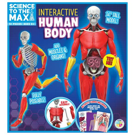 interactive human body bat  amazing toys human anatomy