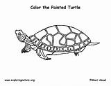 Turtle Painted Coloring Eastern Graphics Exploringnature sketch template