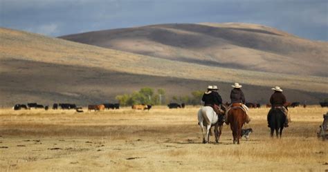 westerner saving   cattle drive
