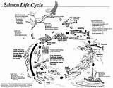 Salmon Life Cycle Ecosystems Ecosystem Cycles Kids Choose Board sketch template