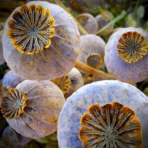 poppy seed pods poppy seed pods flower seeds seed pods