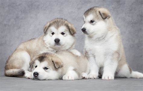 alaskan malamute puppies cute pictures facts dogtime alaskan