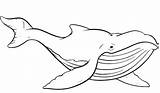 Whale Coloring Pages Blue Outline Drawing Whales Sperm Printable Animals Kids Print Animal Shark Getcolorings Netart Color Sheet Wh Getdrawings sketch template