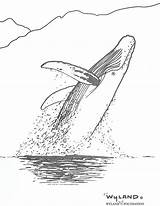 Humpback Breaching Whales Breach sketch template