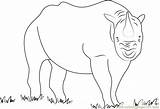 Rhino Shutter Coloringpages101 Rhinoceros sketch template