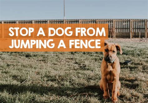 stop  dog  climbing jumping  fence easily