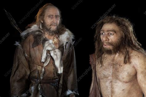 cro magnon  neanderthal models stock image  science