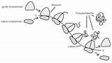 Proteinbiosynthese Studyhelp Ribosomen Strang Biologie Mrna Statt Findet Wo Erklärungen Aufgaben Abi Lösungen Lernheft Unser Das sketch template