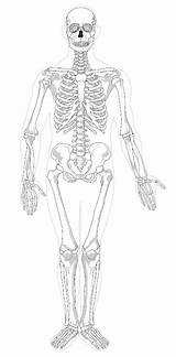 Labeled Bones Vertebral Clker Clipartkey Column Learn sketch template