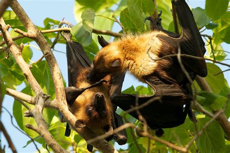 fruit bat wild sex session 004 after taking care of