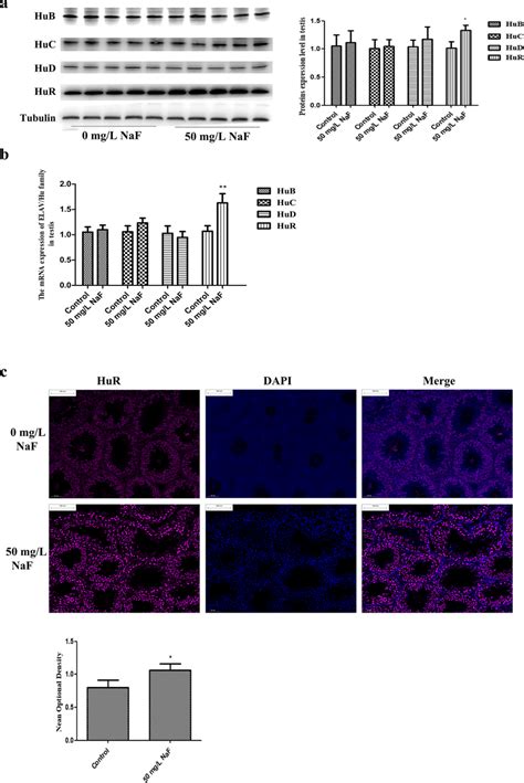 effects  naf  expression  hub huc hud  hur  testis