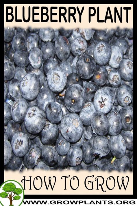 blueberry plant   grow care