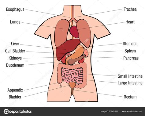 human internal organs diagram labeled
