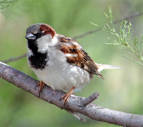 bird blog house sparrows  cares