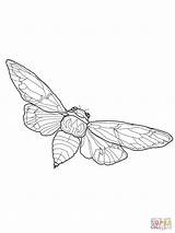 Cicada Coloring Flying Pages Drawing Printable Line Insect Tattoo Supercoloring Bug Crafts Butterfly Bugs Drawings Insects Cartoons Select Category Choose sketch template