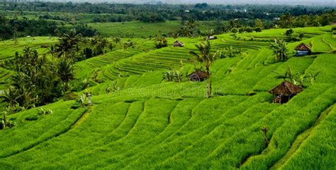 Bali Rice Fields Stock Image Image Of Nature View Bali 20426323