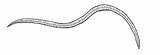 Vermes Lombrices Hookworm Ascaris Intestinales Parasitas Hesperian Lombriz Verme Vers Oxiuros Lombrigas Fezes Selles Boca Trichiura Trichuris sketch template