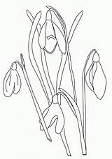 Snowdrop Botany Snowdrops Drops Wonderweirded Kunstunterricht Kinderfarben Bunte Blumenbilder Kostenlose Designlooter sketch template