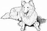 Collie Adult Coloriage Colorare Ausmalbilder Lassie Vizsla Hunde Shetland Sheepdog Ausmalbild Colley Cani Ausdrucken Disegno Colorier sketch template