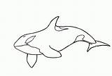 Coloring Whale Orca Pages Printable Drawing Killer Whales Book Clipart Sheet Color Board Comments Dot Library Choose sketch template