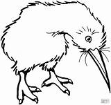 Bird Coloring Kiwi Clipart Drawing Pages Outline Cliparts Clip Kiwis Line Printable Color Coloringbay Supercoloring Zealand Gif Clipartbest Online Edhelper sketch template