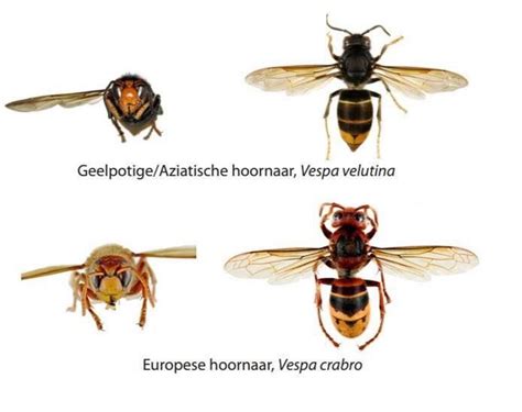 aziatische hoornaar verschil wesp daryl fowler
