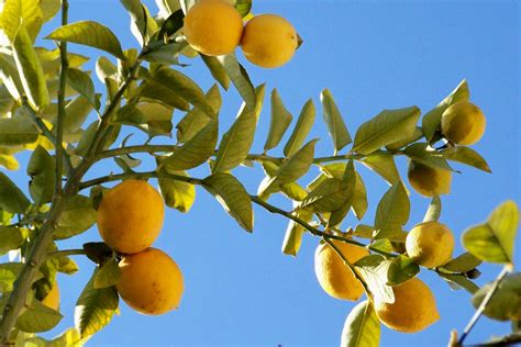 limones stock photo freeimagescom