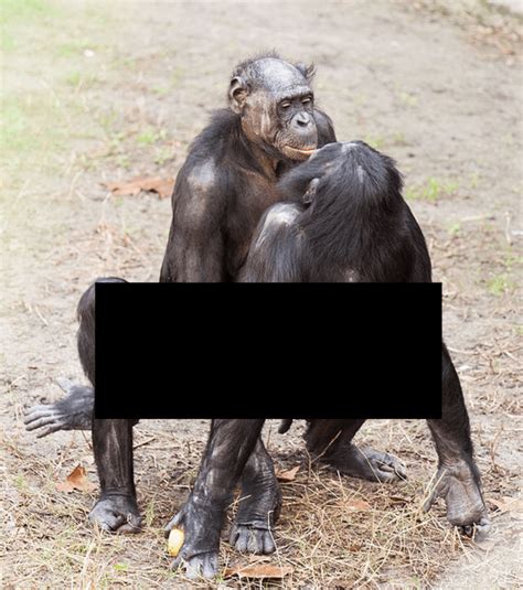 could i a human man beat an adult bonobo in a fight