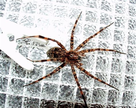 Sex Itself Is Deadly For These Poor Little Male Spiders Smart News