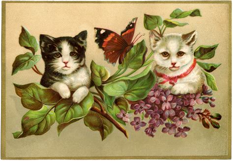 vintage kittens image  graphics fairy