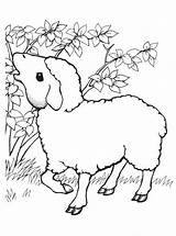 Sheep Coloring Pages Coloringtop sketch template
