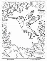 Coloring Pages Nature Printable Adults Hummingbird Adult Printablee Via sketch template