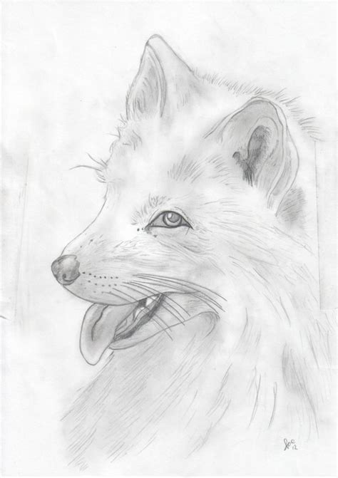 A4 Pencil Drawing Of An Arctic Fox By Theseldomseenfox On Etsy