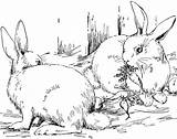 Cottontail Rabbits Adults Bunnies Coloringtop sketch template