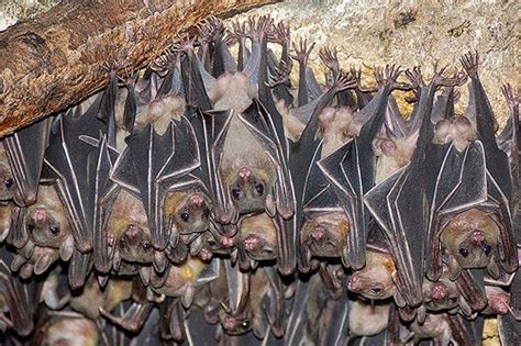 strange spots bat cave