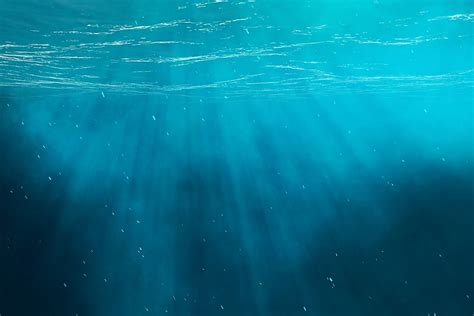 deep sea ecosystem life   dark  cold waters worldatlascom