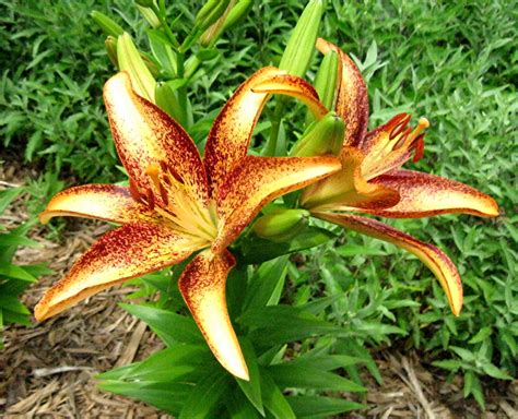 gardens  asiatic lilies  flowering   asian collection