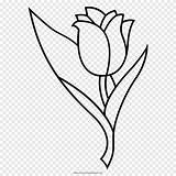 Tulip Tulipano Bunga Mewarnai Stampare Pngegg E7 sketch template