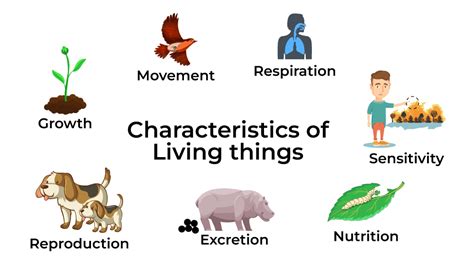living  definition characteristics  examples