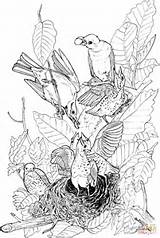 Coloring Pages American Robin Robins Feeding Babies Their sketch template