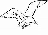 Seagull Coloring Pages Color Printable Getcolorings Pag sketch template