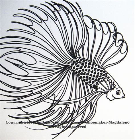 betta fish drawing  coloring pages clipartsco